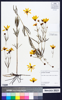 Coreopsis verticillata image