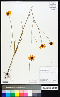 Coreopsis gladiata image