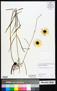 Helianthus angustifolius image