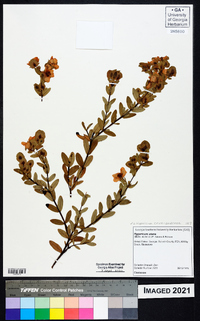 Hypericum crux-andreae image