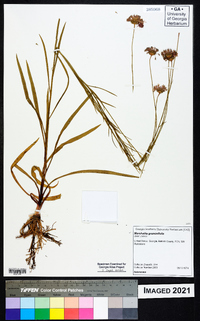 Marshallia graminifolia image