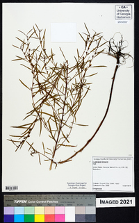 Ludwigia linearis image