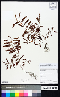 Chamaecrista nictitans var. nictitans image