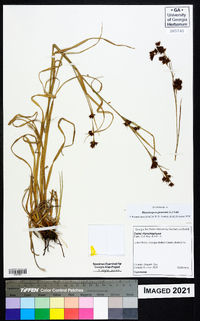 Rhynchospora glomerata image