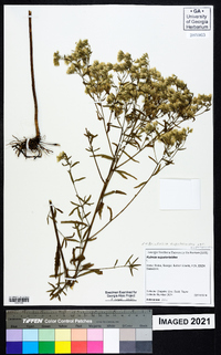 Brickellia eupatorioides image