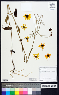 Coreopsis gladiata image