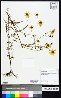 Bidens aristosa image