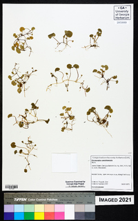 Dichondra carolinensis image