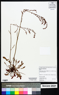 Rumex hastatulus image