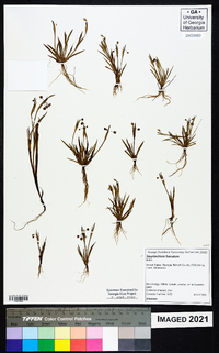 Sisyrinchium fuscatum image