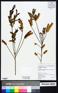 Eubotrys racemosa image