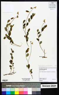 Crotalaria rotundifolia image