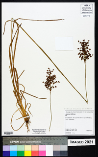 Juncus marginatus var. biflorus image