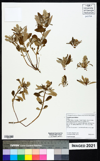 Croton punctatus image