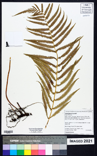 Thelypteris kunthii image