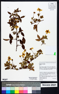 Rubus trivialis image