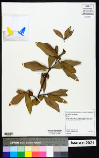 Quercus laurifolia image