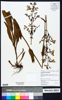 Penstemon laevigatus image