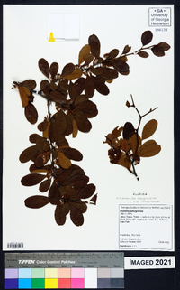 Sideroxylon lanuginosum image