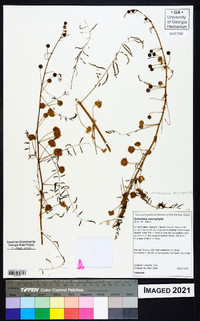 Mimosa microphylla image