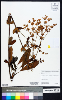 Eriogonum tomentosum image