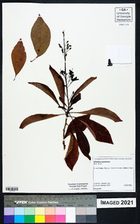 Elliottia racemosa image