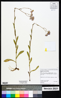 Erigeron quercifolius image