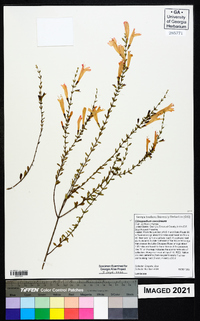 Clinopodium coccineum image