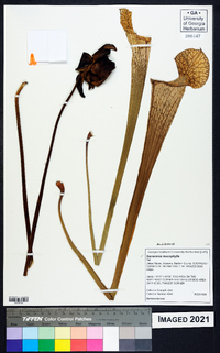 Sarracenia leucophylla image