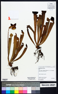 Sarracenia rubra image