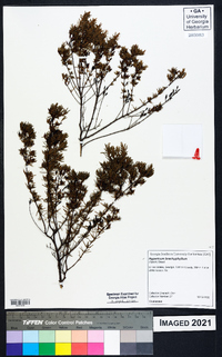 Hypericum brachyphyllum image