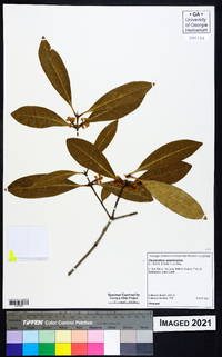 Osmanthus americanus image