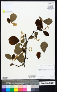 Styrax grandifolius image