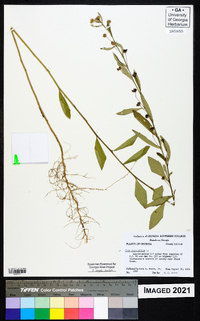 Sida rhombifolia image