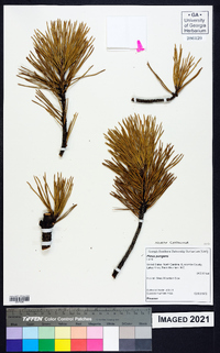 Pinus pungens image