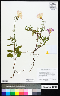 Oenothera speciosa image