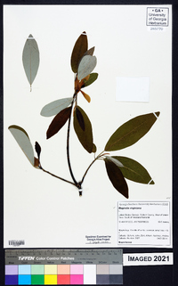 Magnolia virginiana image