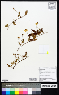 Rubus trivialis image