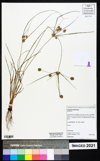 Cyperus retrorsus image