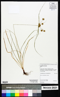 Cyperus croceus image