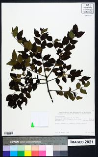 Image of Maytenus acuminata