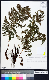 Dryopteris kilemensis image