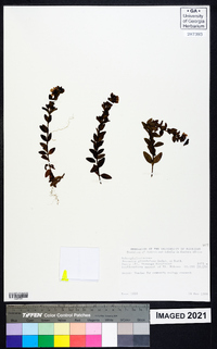 Veronica glandulosa image