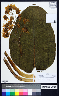 Dendrosenecio johnstonii image