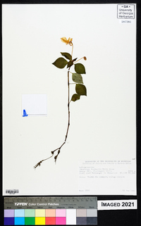 Impatiens hoehnelii image