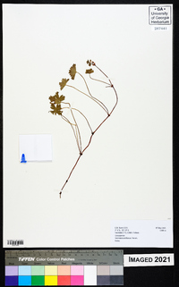 Geranium arabicum image