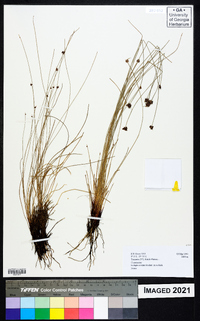 Isolepis costata image