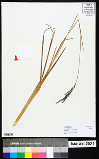 Andropogon mannii image