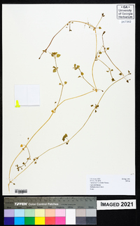 Stellaria sennii image