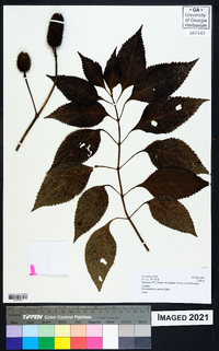 Pycnostachys meyeri image